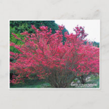 Azaleas at Mount Katsuragi ポストカード