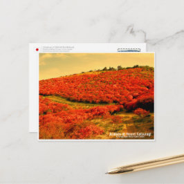 Azaleas at Mount Katsuragi ポストカード Briefkaart