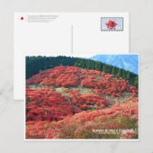 Azaleas at Mount Katsuragi Briefkaart (Voorkant / Achterkant)
