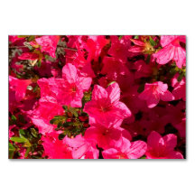 Azalea's bloemen florale lezing flashcards