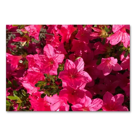 Azalea's bloemen florale lezing flashcards kaart (Voorkant)
