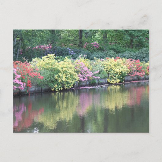 Azaleas Briefkaart (Voorkant)