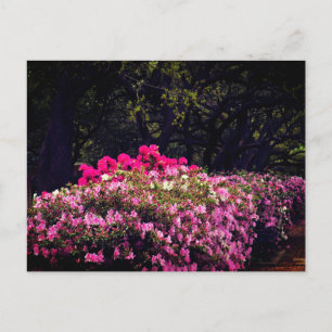 Azaleas Briefkaart