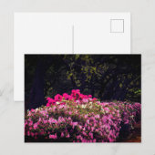 Azaleas Briefkaart (Voorkant / Achterkant)