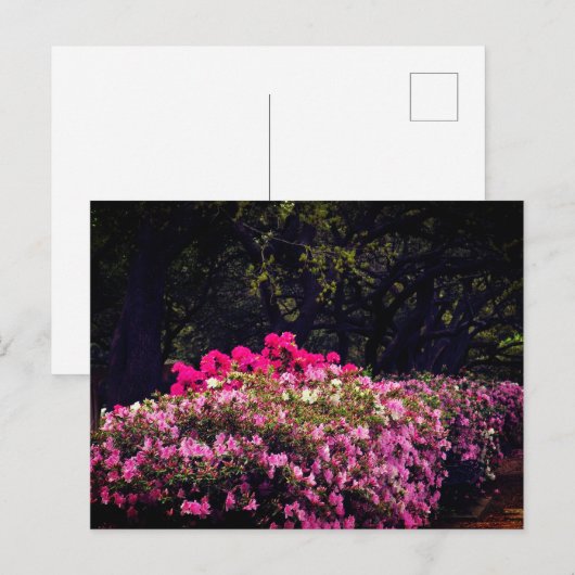 Azaleas Briefkaart (Voorkant / Achterkant)