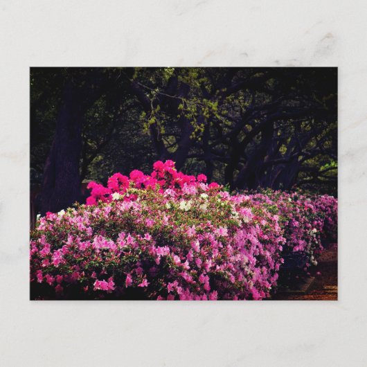 Azaleas Briefkaart (Voorkant)