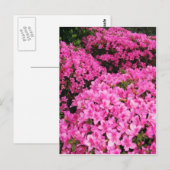 Azaleas Briefkaart (Voorkant / Achterkant)