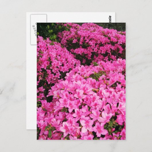 Azaleas Briefkaart (Voorkant / Achterkant)