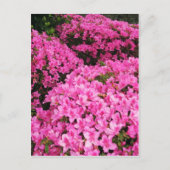 Azaleas Briefkaart (Voorkant)