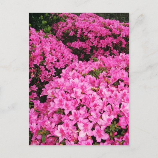 Azaleas Briefkaart (Voorkant)