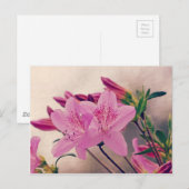 Azaleas Briefkaart (Voorkant / Achterkant)