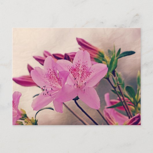 Azaleas Briefkaart (Voorkant)