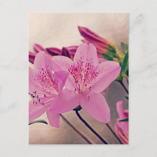 Azaleas Briefkaart (Voorkant)