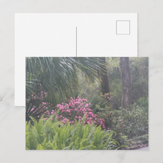 Azaleas en Ferns Briefkaart (Voorkant / Achterkant)