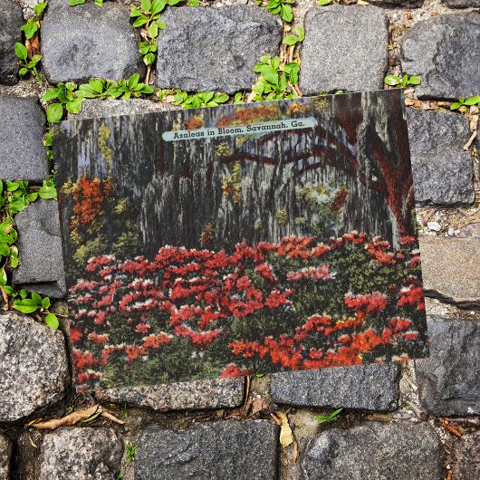 Azalea's in Bloom in Savannah GA-Briefkaarten Briefkaart
