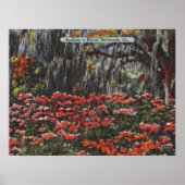 Azalea's in Bloom in Savannah GA-Briefkaarten Poster (Voorkant)