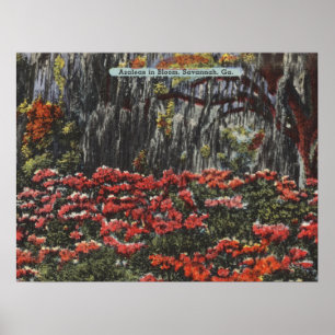 Azalea's in Bloom in Savannah GA-Briefkaarten Poster