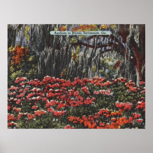Azalea's in Bloom in Savannah GA-Briefkaarten Poster (Voorkant)