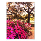 Azaleas in Forsyth Park Foto Afdruk (Voorkant)