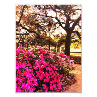 Azaleas in Forsyth Park Foto Afdruk