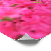 Azalea's in het volste Bloom Poster (Hoek)