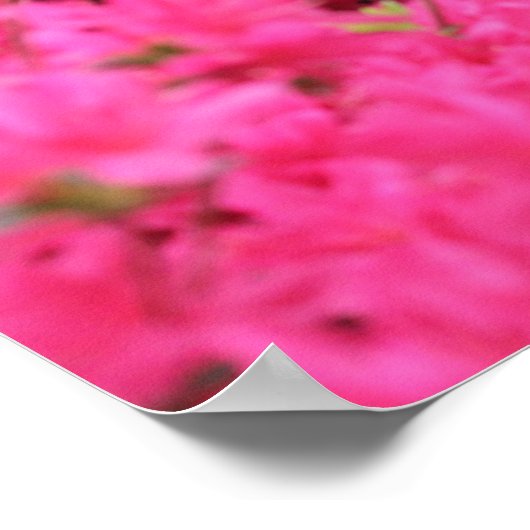 Azalea's in het volste Bloom Poster (Hoek)