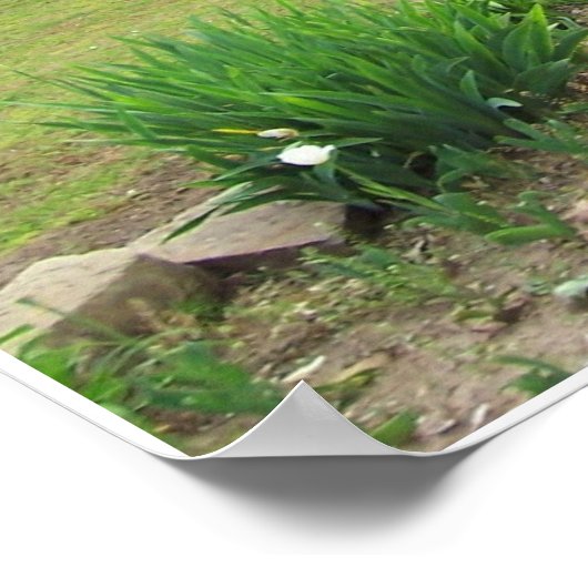 Azaleas in Oklahoma Poster (Hoek)