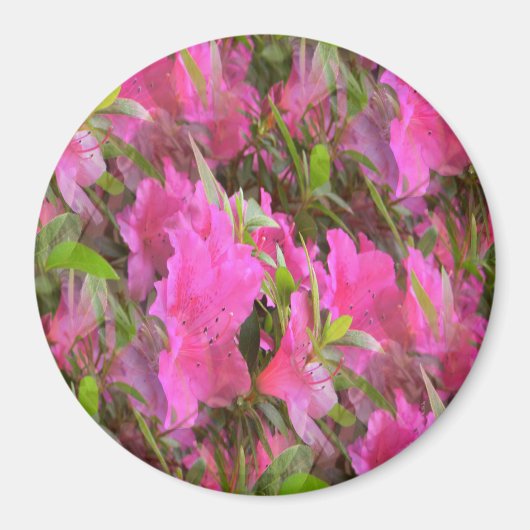 Azalea's in roze.... magneet (Voorkant)
