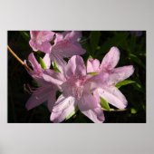 Azaleas in Sunshine Poster (Voorkant)