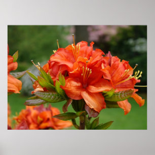 Azaleas Oranje KANTOOR KUNST 14 Tuin Bedrijfskunst Poster