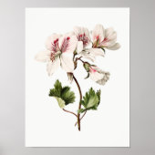 Azaleas Poster (Voorkant)