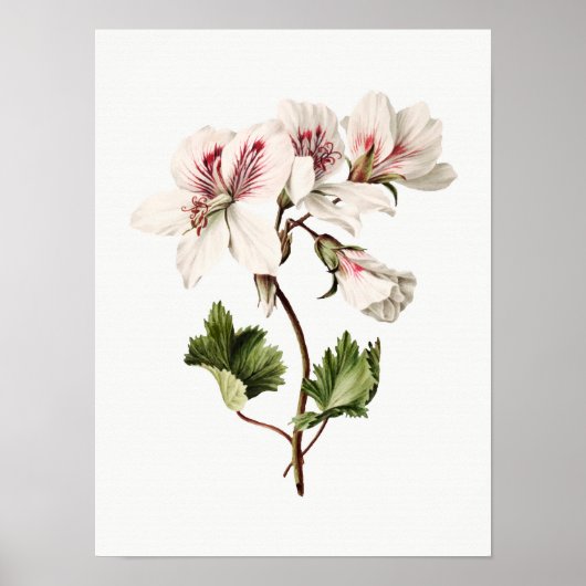 Azaleas Poster (Voorkant)