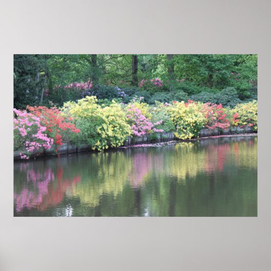 Azaleas Poster (Voorkant)