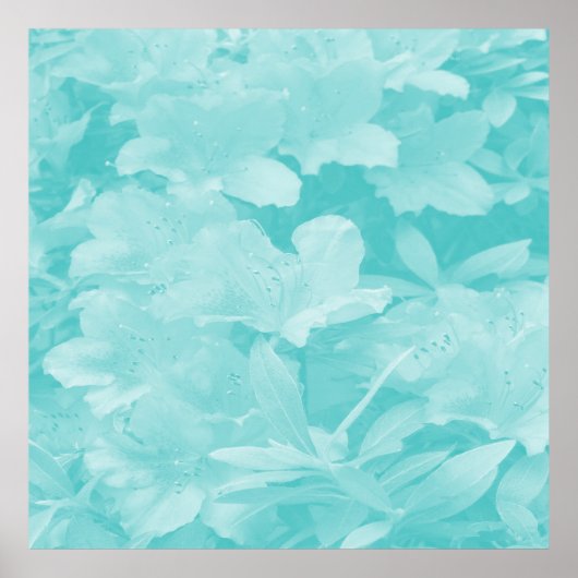 Azaleas.... Poster (Voorkant)