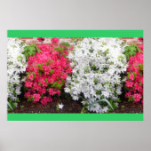 Azaleas Poster (Voorkant)