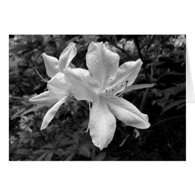 Azaleas/Rhododendrons in B&W (Voorkant Horizontaal)