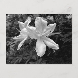 Azaleas/Rhododendrons in B&W Briefkaart