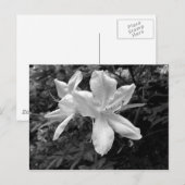 Azaleas/Rhododendrons in B&W Briefkaart (Voorkant / Achterkant)