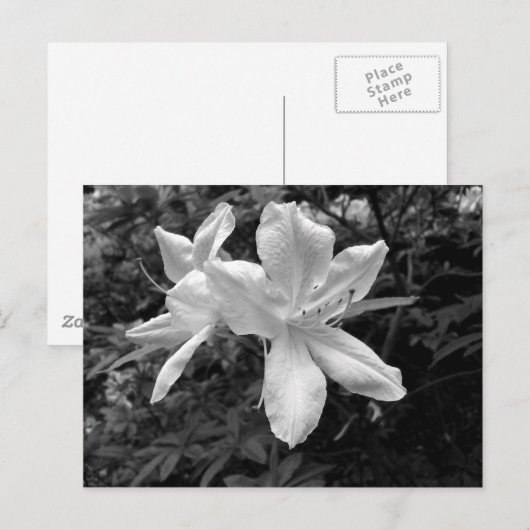 Azaleas/Rhododendrons in B&W Briefkaart (Voorkant / Achterkant)
