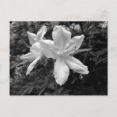 Azaleas/Rhododendrons in B&W Briefkaart (Voorkant)