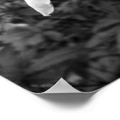 Azaleas/Rhododendrons in B&W Poster (Hoek)