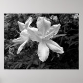 Azaleas/Rhododendrons in B&W Poster (Voorkant)