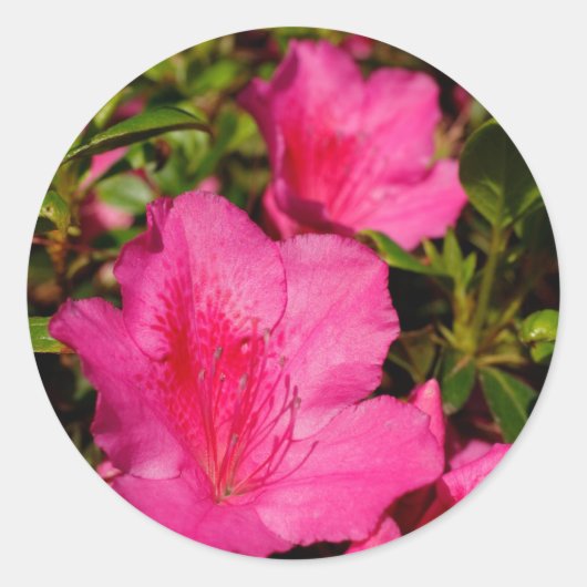 Azaleas Ronde Sticker (Voorkant)