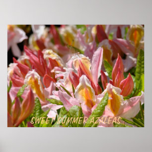 AZALEA'S Roze Azalea Bloemen 7 Kunst Prenten Poste Poster