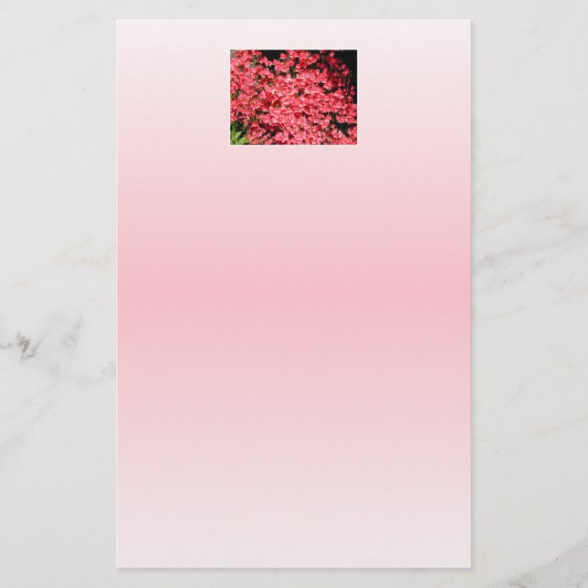 Azaleas.  roze bloemen. (Voorkant)