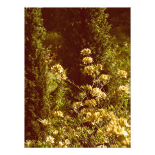 Azales Shrub blooming fotografie Foto Afdruk