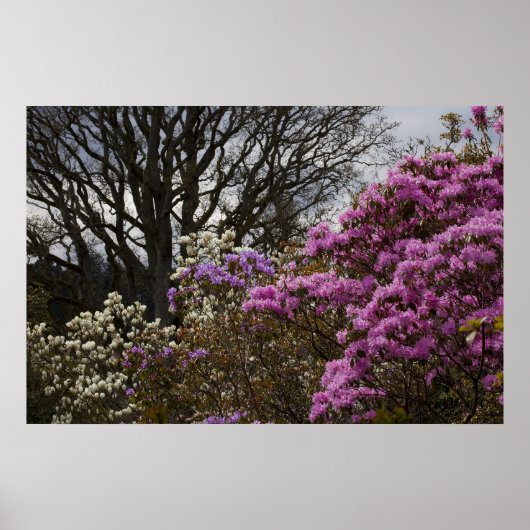 Azalia en Magnolia Poster (Voorkant)