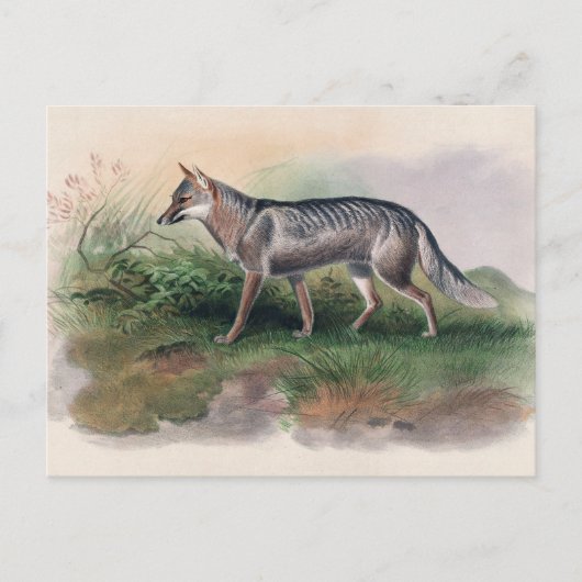 Azara's Fox van Joseph Wolf Briefkaart (Voorkant)