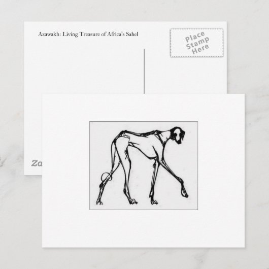Azawakh Briefkaart 2 (Voorkant / Achterkant)