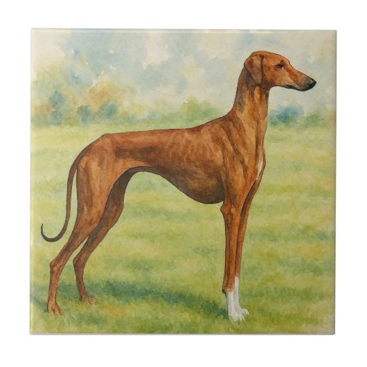 Azawakh Tegeltje (Voorkant)